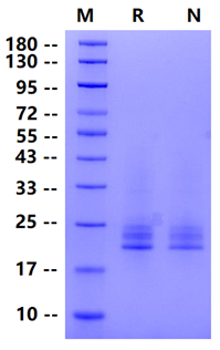 Biotinylated LAIR2/CD306 His&Avi Tag Protein, Human