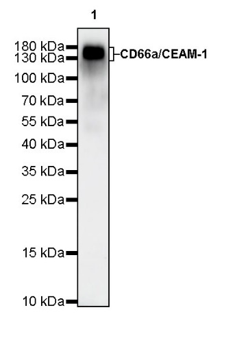 CD66a/CEACAM1 Recombinant Rabbit mAb (S-678-53)