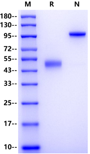 BMPRIA/ALK-3 Fc Chimera Protein, Human