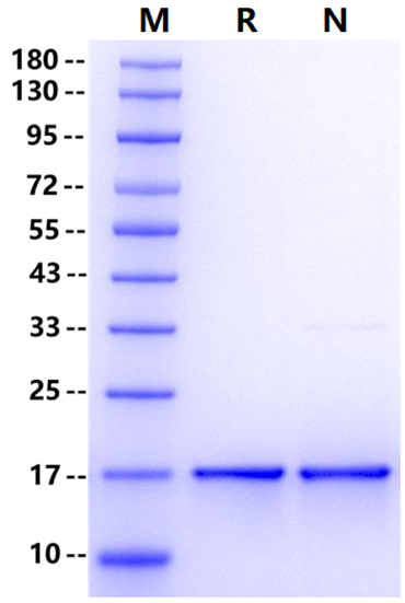 GABARAPL2 His Tag Protein, Human