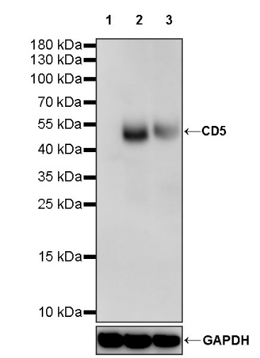 CD5 Rabbit Polyclonal Antibody