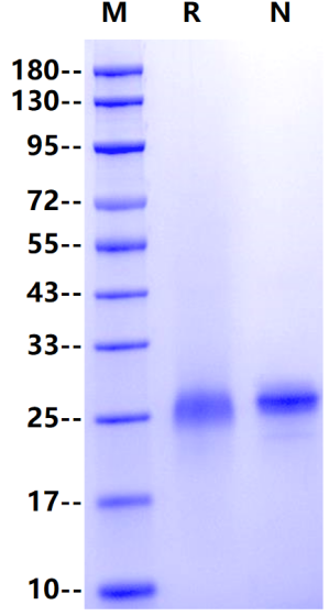 CD40 His Tag Protein, Mouse
