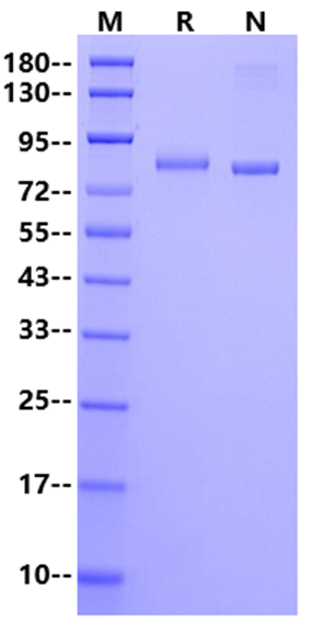 LAG-3 GST Tag Protein, Human