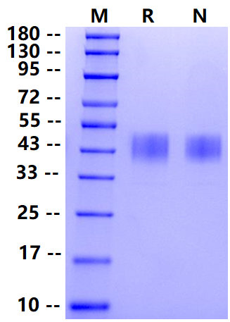 Biotinylated TROP2/TACSTD2 His&Avi Tag Protein, Cynomolgus