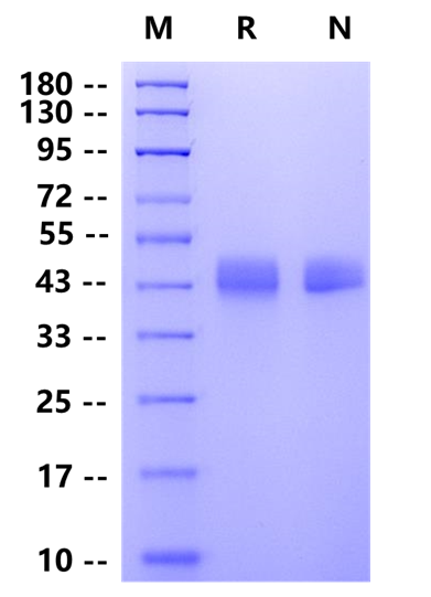 Biotinylated MSLN His&Avi Tag Protein, Human