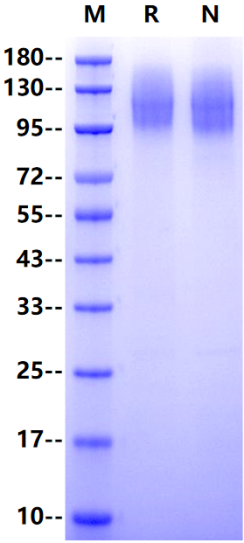 CEACAM-5/CD66e His Tag Protein, Cynomolgus