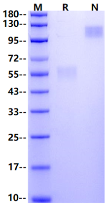 GLP-1R Fc Chimera Protein, Human