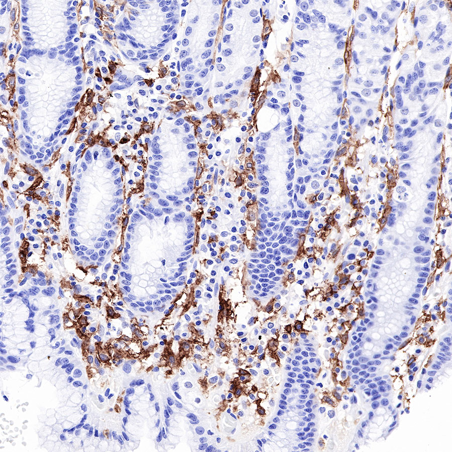 S-RMab® CD16a Recombinant Rabbit mAb (SDT-R099)