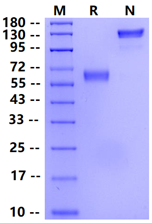 Biotinylated PD-1 Fc&Avi Tag Protein, Cynomolgus