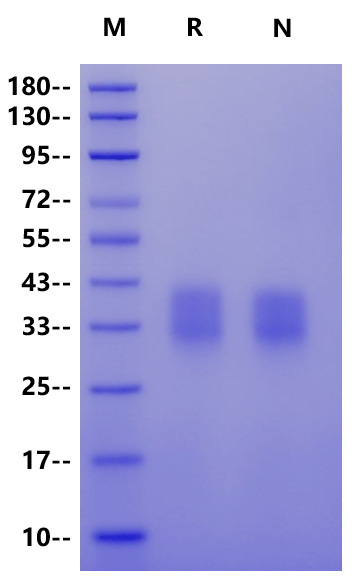 PD-1 His Tag Protein, Cynomolgus