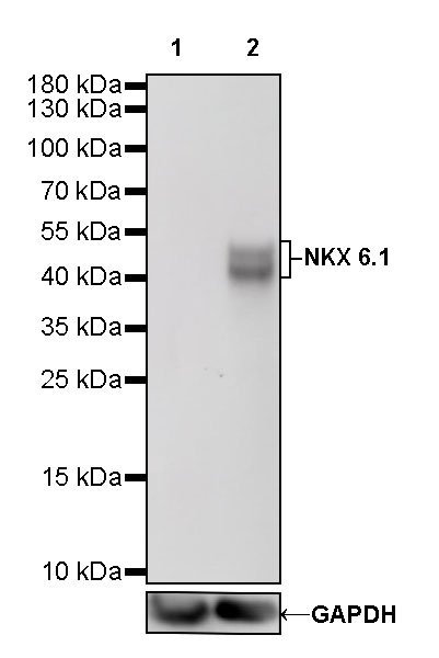 NKX6.1 Recombinant Rabbit mAb (SDT-260-79)