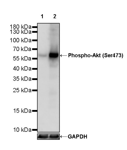Phospho-Akt (Ser473) Recombinant Rabbit mAb (S-622-64)