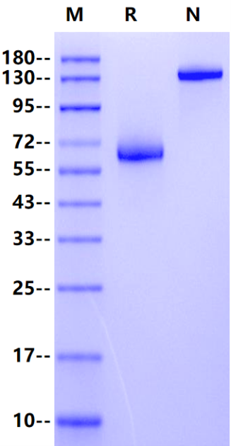 LILRB4/CD85k/ILT3 mFc Chimera Protein, Human
