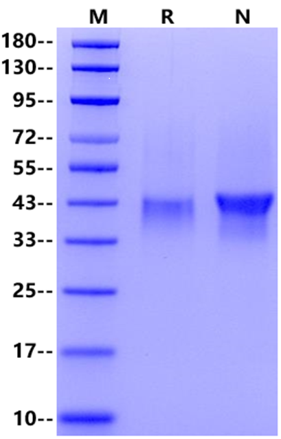 DKK-1 Protein, Human