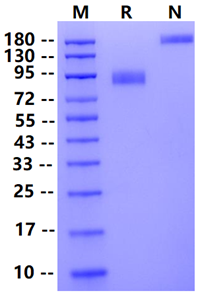 Biotinylated CD155/PVR Fc&Avi Tag Protein, Mouse