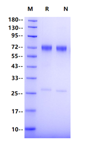 MMP-8 His Tag Protein, Human