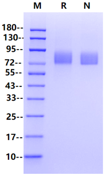 ICAM-1/CD54 His Tag Protein, Mouse
