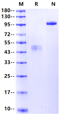 ERMAP Fc Chimera Protein, Human