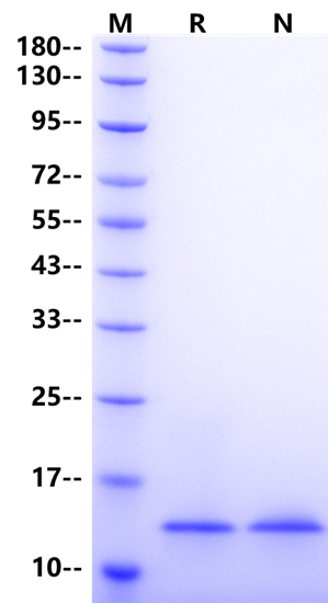 AITRL Protein, Mouse