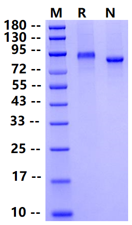 Biotinylated C1qR1/CD93 His&Avi Tag Protein, Human