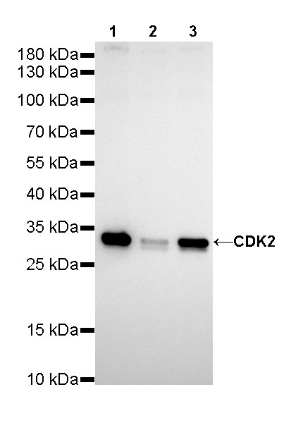 H2A.Z Recombinant Rabbit mAb (S-863-148)