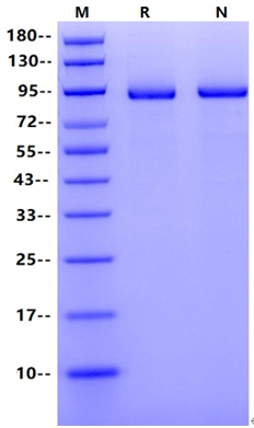 UBE3A His&Flag Tag Protein, Human