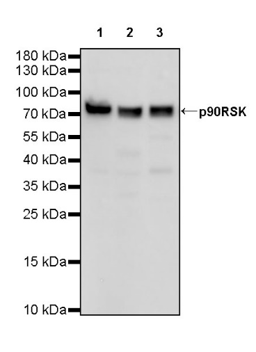 p90RSK Rabbit polyclonal antibody