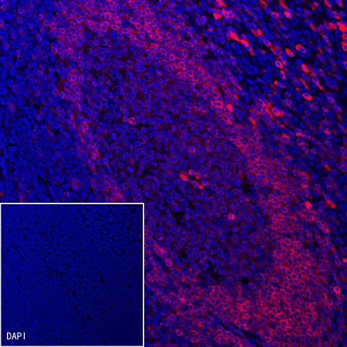 CD79a/MB-1 Recombinant Rabbit mAb (Alexa Fluor® 555 Conjugate) (S-030-18)