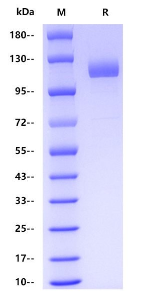 Human CD10, hFc tag