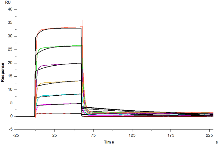 PVRIG Fc Chimera Protein, Human