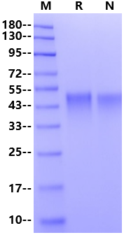 OX40/TNFRSF4/CD134 His Tag Protein, Mouse
