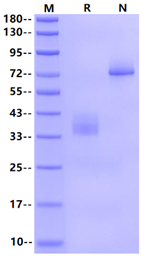 BCMA/TNFRSF17 Fc Chimera Protein, Mouse