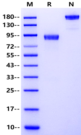 ROR1 Fc Chimera Protein, Mouse