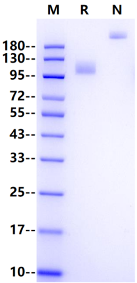 CD140b/PDGFRB Fc Chimera Protein, Human
