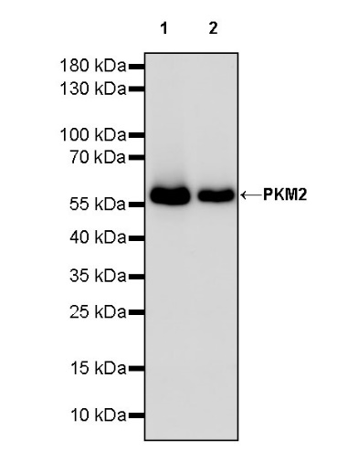 PKM2 Rabbit Polyclonal antibody