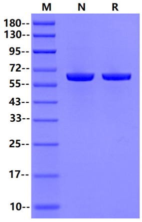 Luciferase Ⅱ