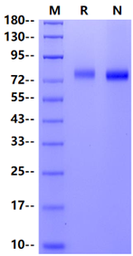 H9N2 HA (A/Hong Kong/WF10/99) His Tag Protein