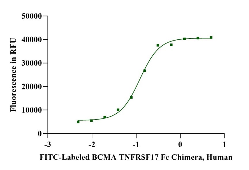FITC-Labeled BCMA/TNFRSF17 Fc Chimera Protein, Human