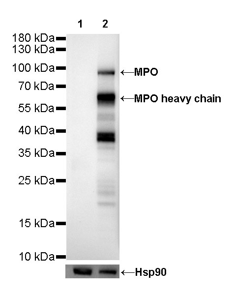 MPO Recombinant Rabbit mAb (SDT-224-19)