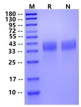 Biotinylated PD-L2 Avi&His Tag Protein, Human