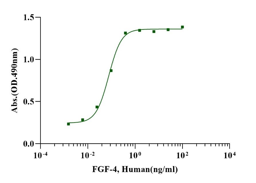 FGF-4 Protein, Human