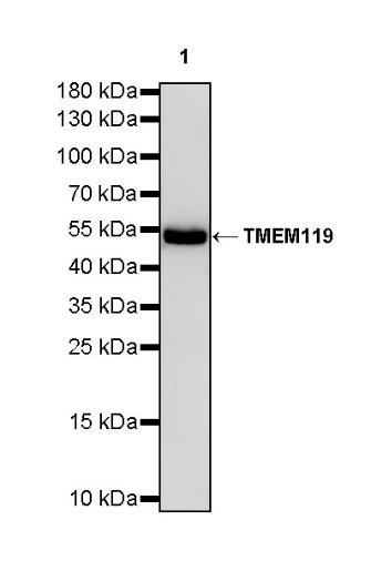 TMEM119 Recombinant Rabbit mAb (S-838-46)