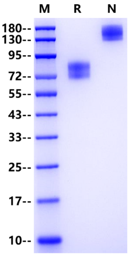 B7-H4 Fc Chimera Protein, Mouse