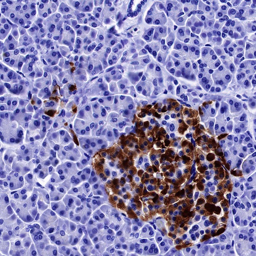 Glucagon Recombinant Rabbit mAb (S-365-17)