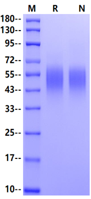 CD200R His Tag Protein, Mouse