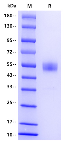 Human CD37 Protein, hFc tag