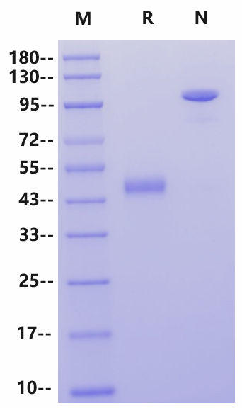 CEACAM-3/CD66d Fc Chimera Protein, Human