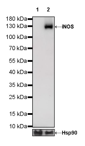 iNOS Recombinant Rabbit mAb (S-466-102)