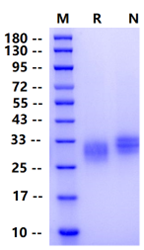 Biotinylated CD40 Avi&His Tag Protein, Human