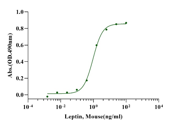 Leptin Protein, Mouse